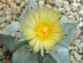 /album/fotogaleria/a008-astrophytum-myriostigma-jpg/